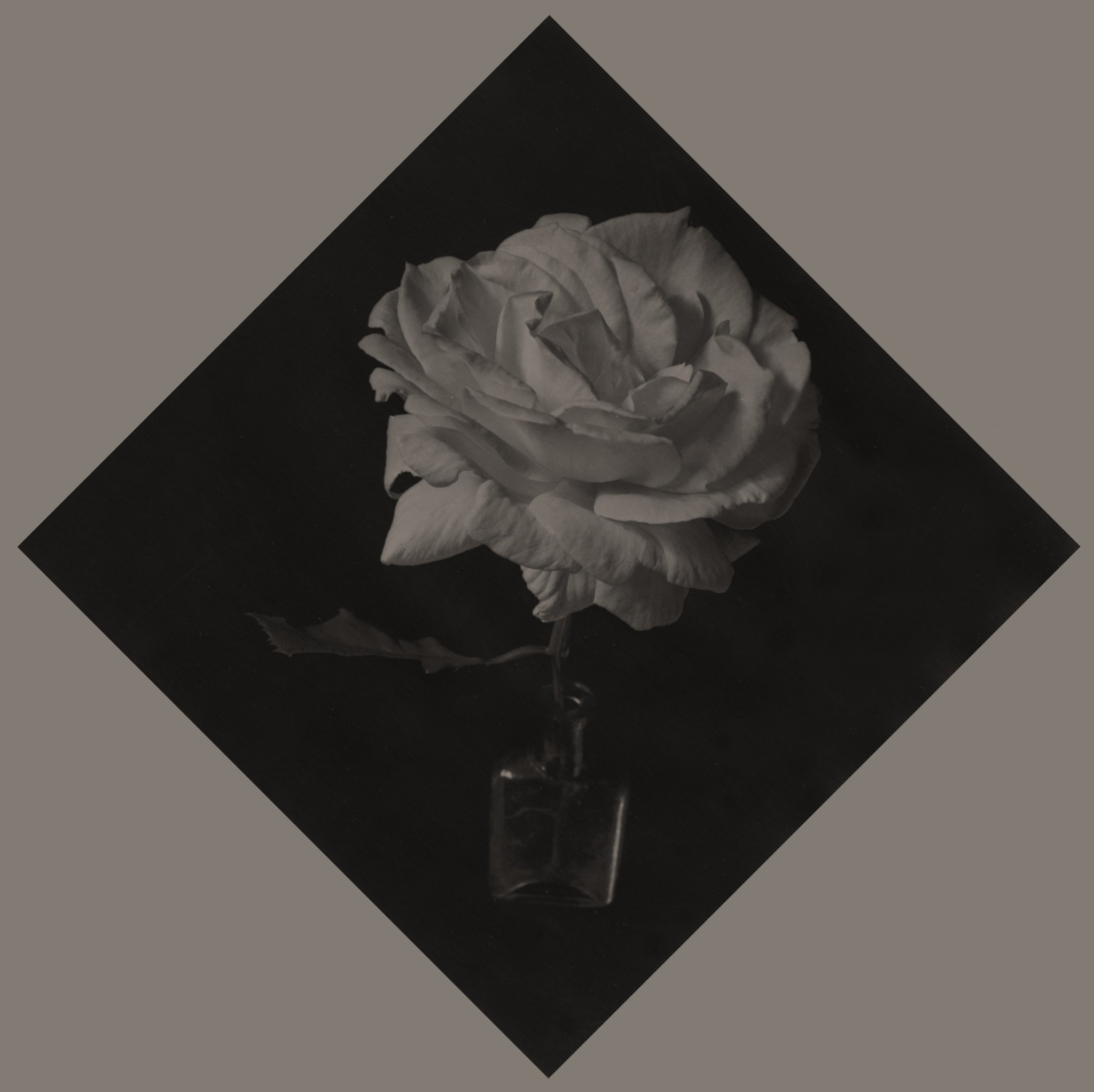 Rose as well