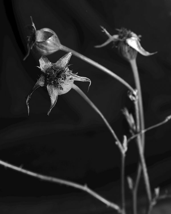 Rose Hips