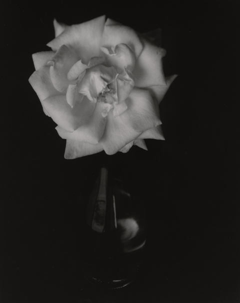 Rose in Blue Bottle