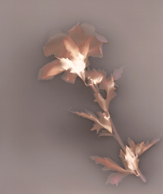Rose of Sharon - Lumen