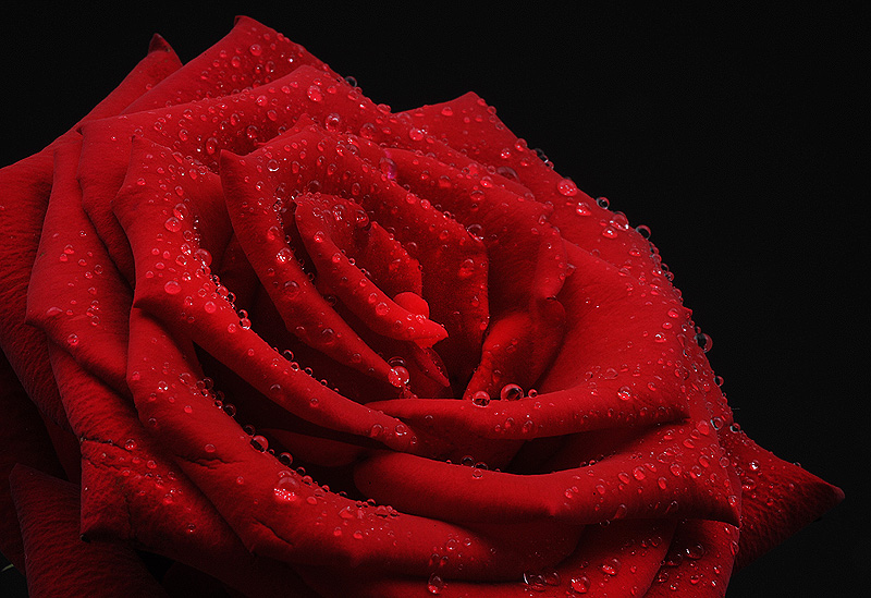 Rose With Dew