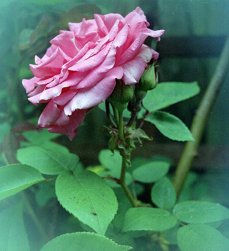 Rose with Spot Filter
