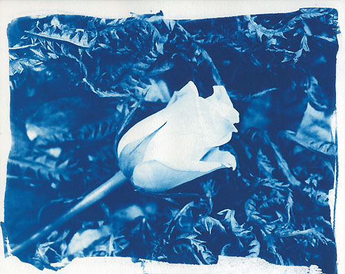 "roses are blue"