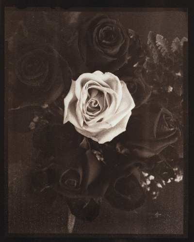 Roses -- Argyrotype