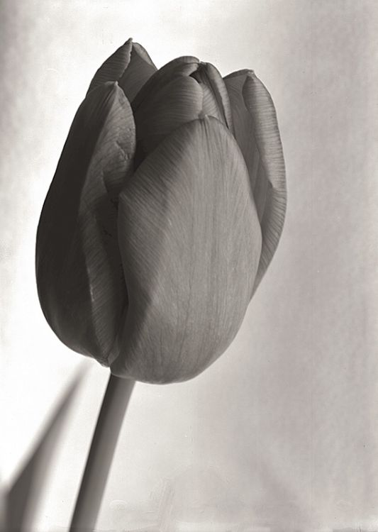 Roses for the piano...