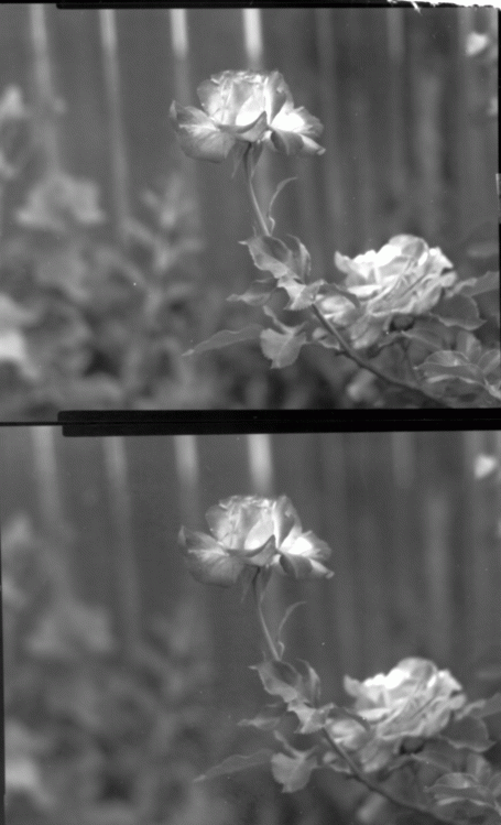 Roses.TXP 9 inch Verito