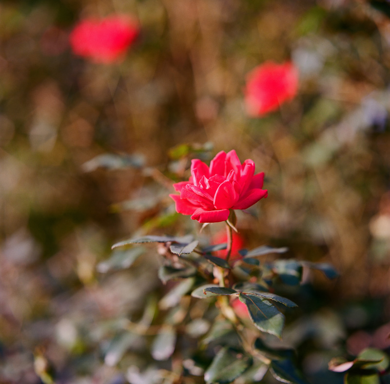 Roses