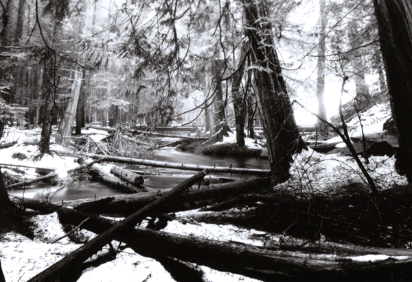 Ross Creek Cedars