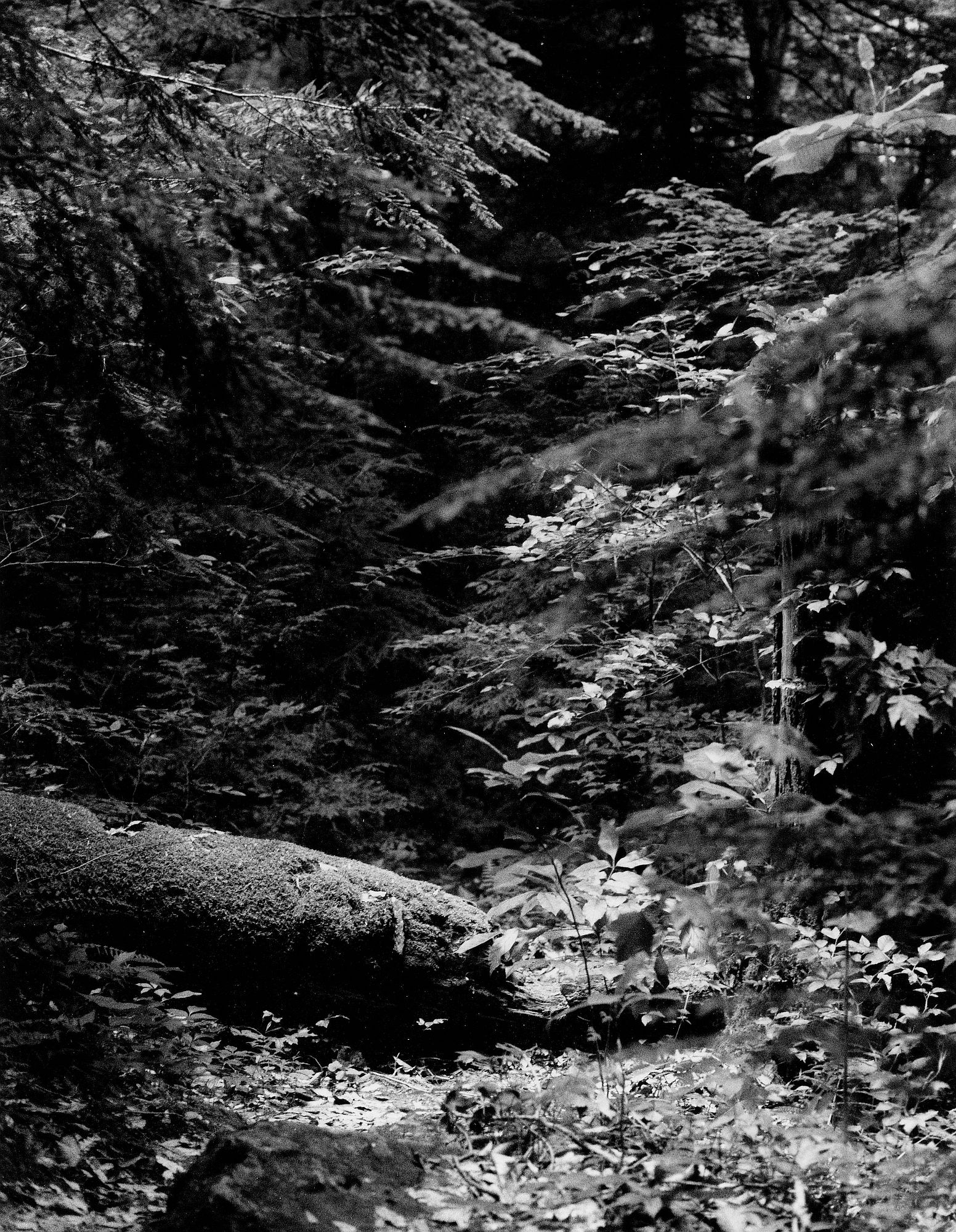 Rotten Log on Trail