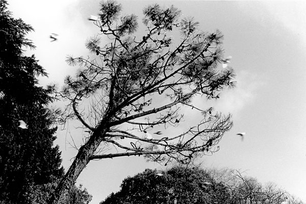 Round 3 - Botanical Gardens, Bath