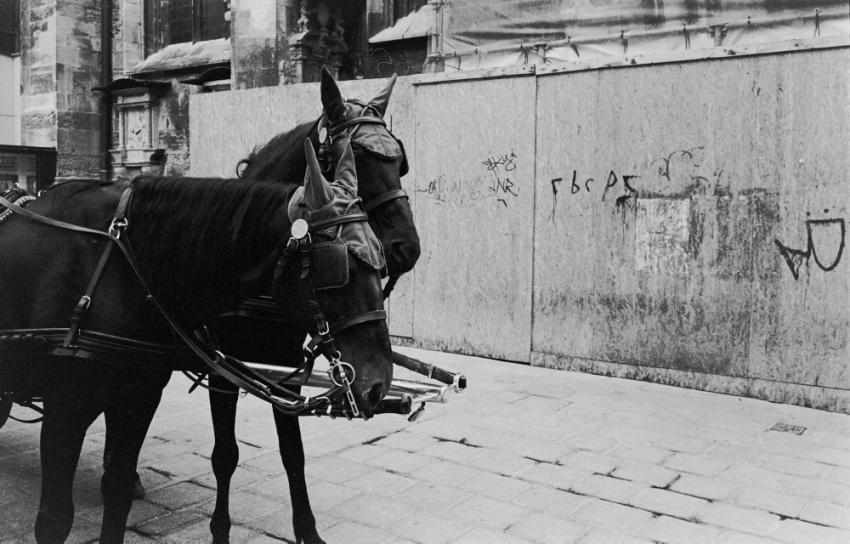 Round Trip Horses, Vienna, Summer 2009