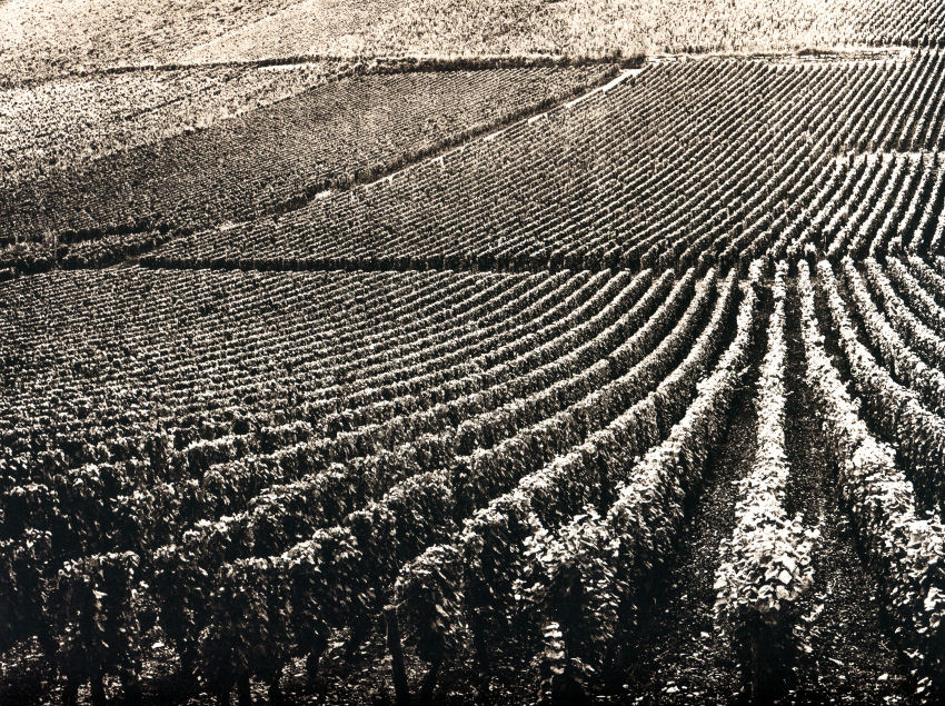 Route des Grande Cru