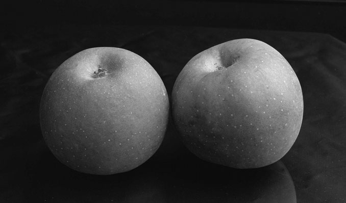 Roxbury Russet (2)