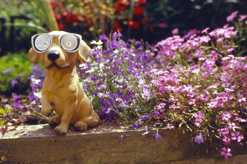 RTS II EBX : Solar Dog