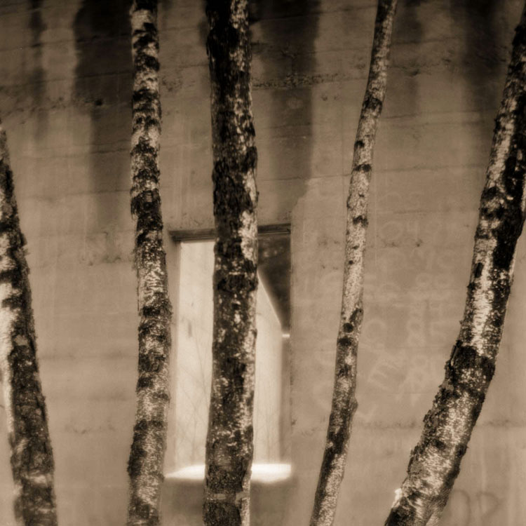 Ruin and yellow birches