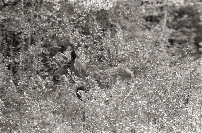 Running away