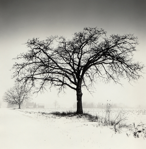 Rural Trees
