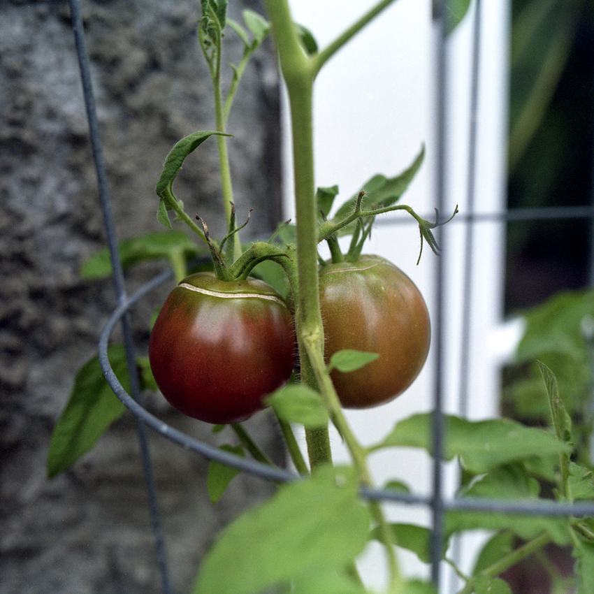 Russian Black Heirloom Tomatoes