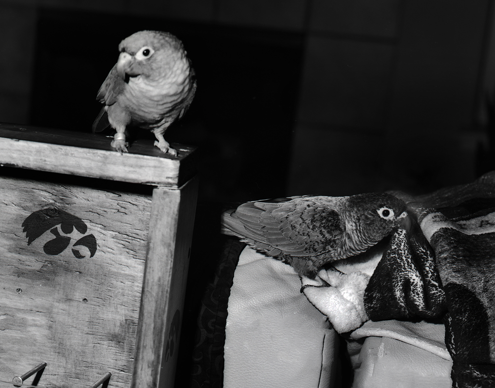 Rusty&Zoey