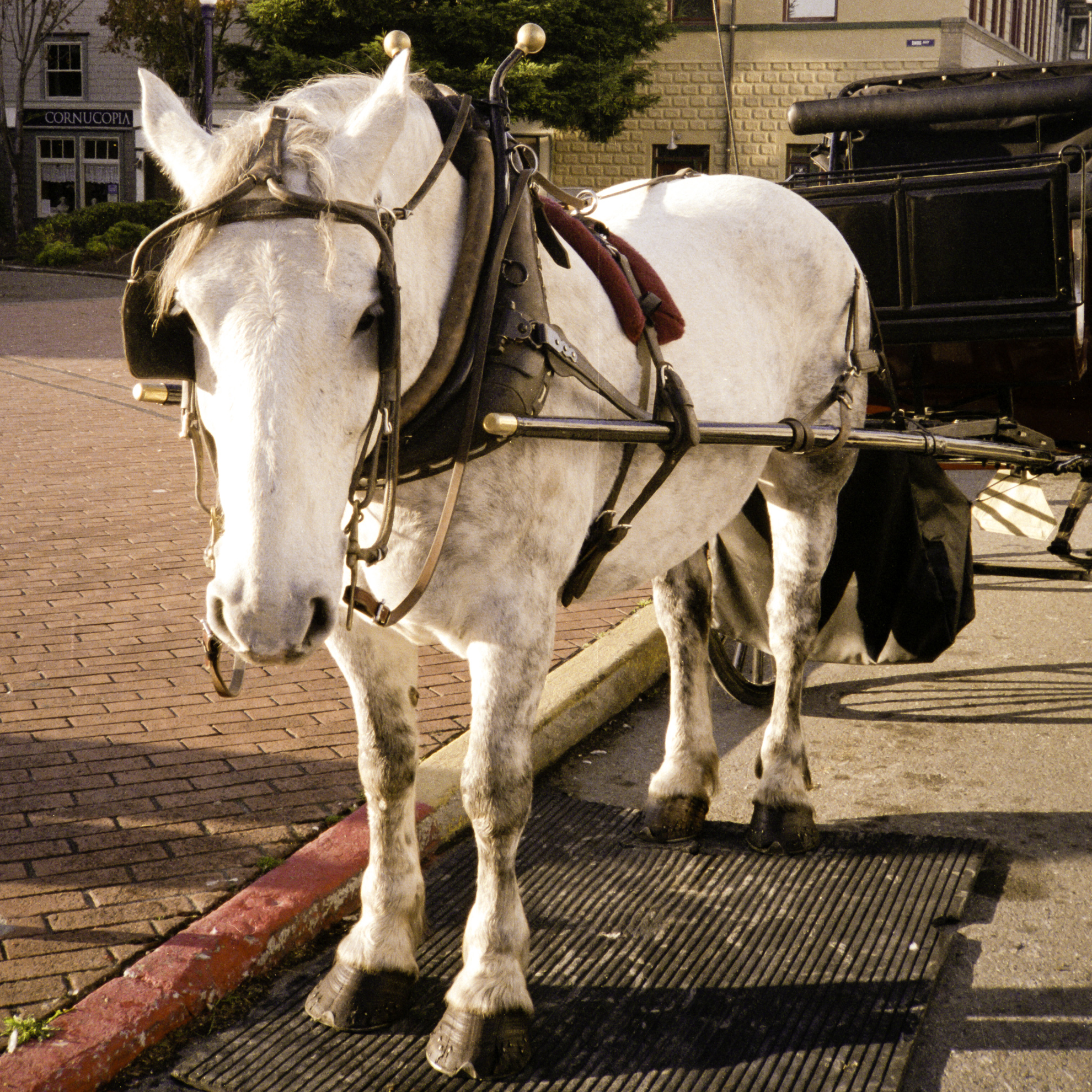 Sad horse