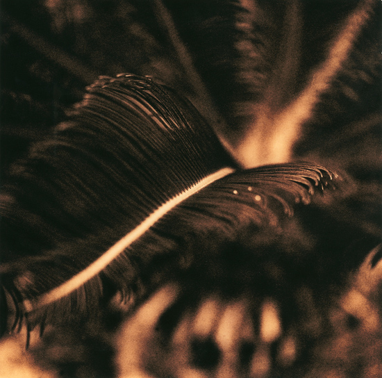 Saga Palm (lith Print)