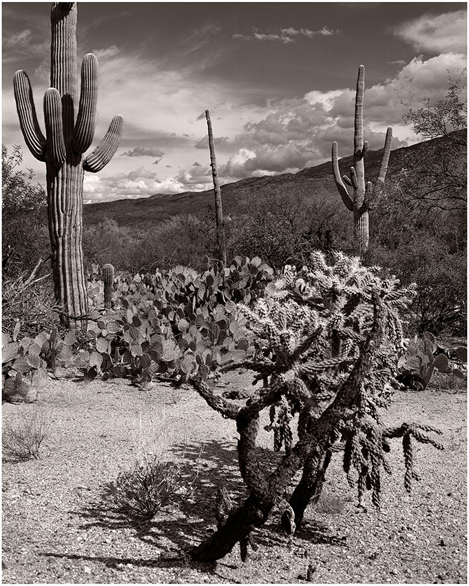 Saguaro National Park cacti