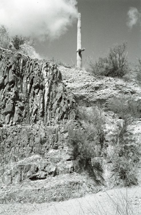 Saguaro West I