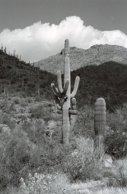Saguaro-West---III