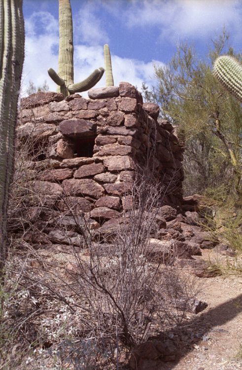 Saguaro-West---IV