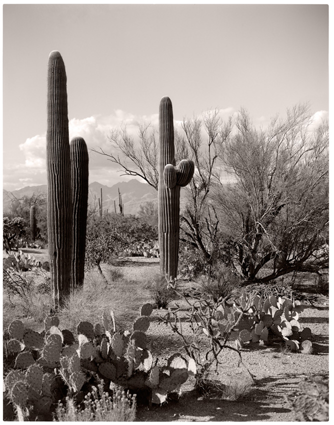 Saguaros, Sonoran Desert