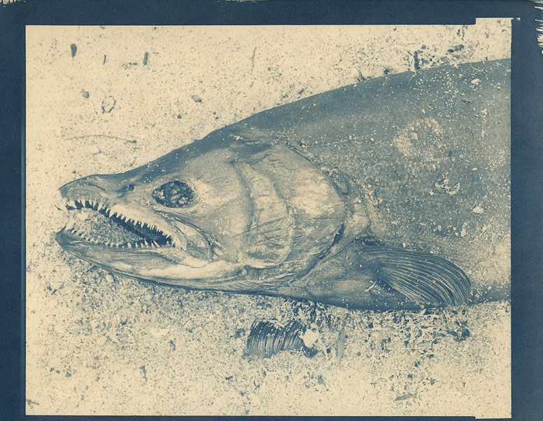 salmon-cyanotype