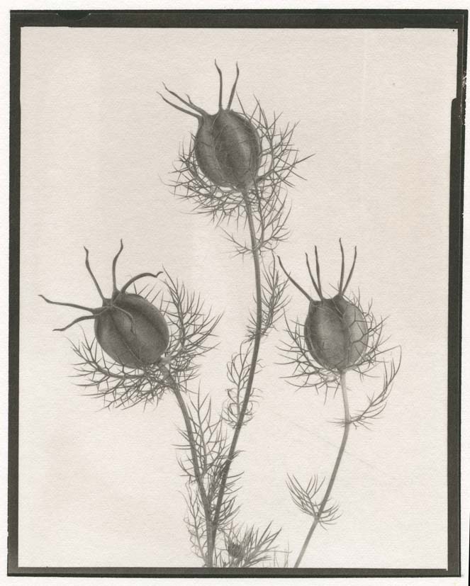 Salt   3 x Nigella seed heads