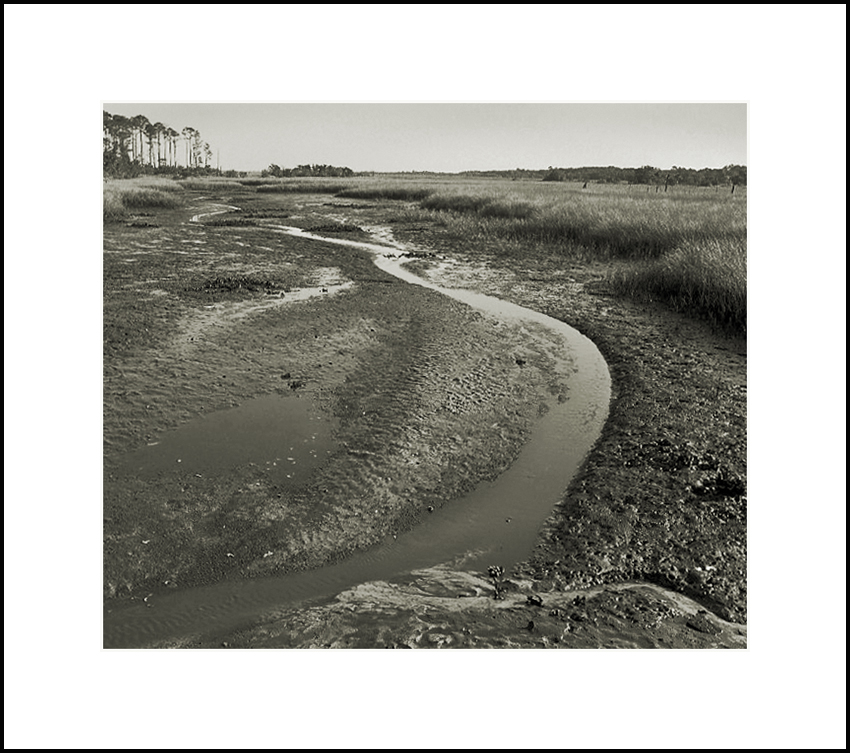 Salt Marsh at Low Tide