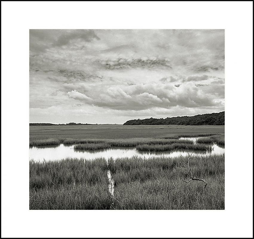 Salt Marsh
