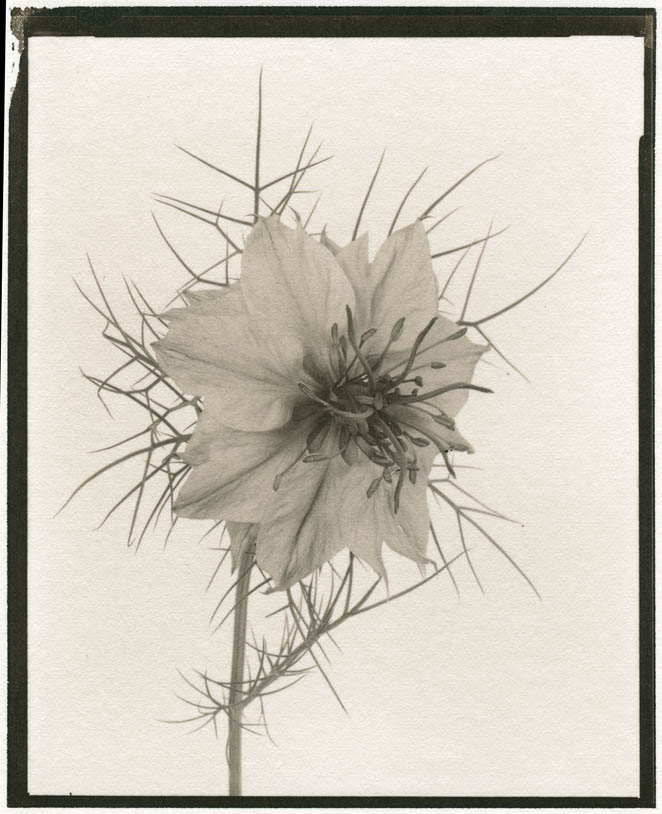 Salt   Nigella flower