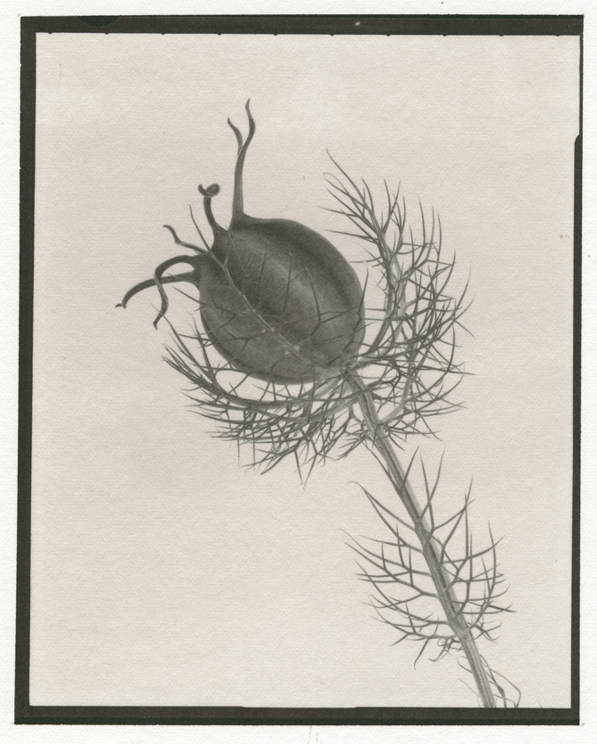 Salt    Nigella seed head