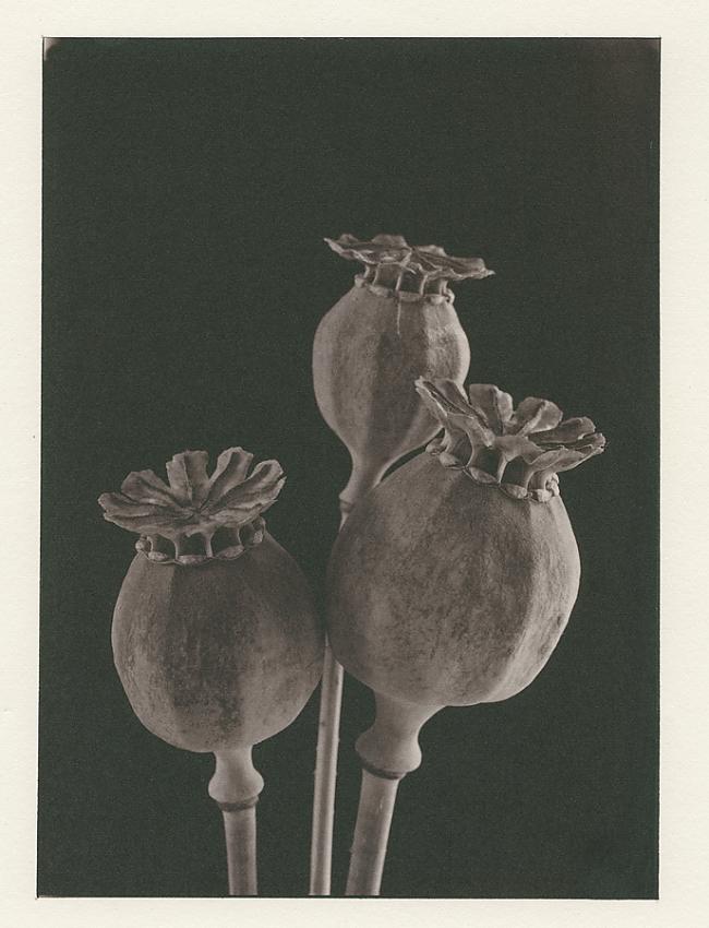 Salt print,  3 poppy seed heads