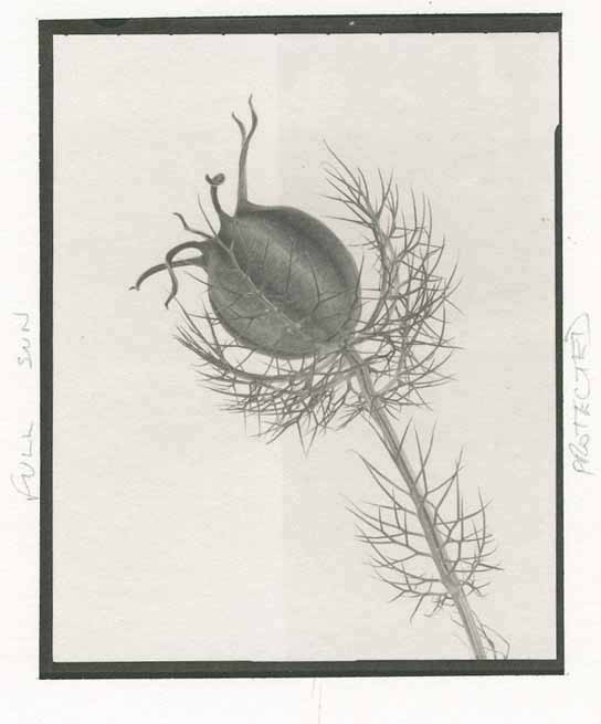 Salt print bleached in sun