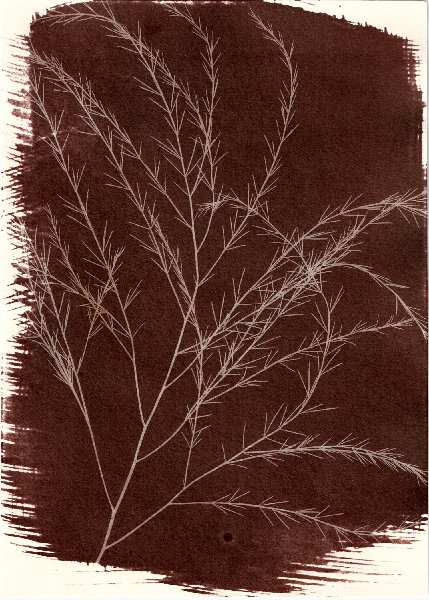 Salt print Photogram