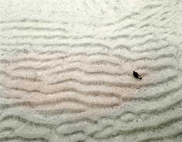 Sand Ripple With Pigeon