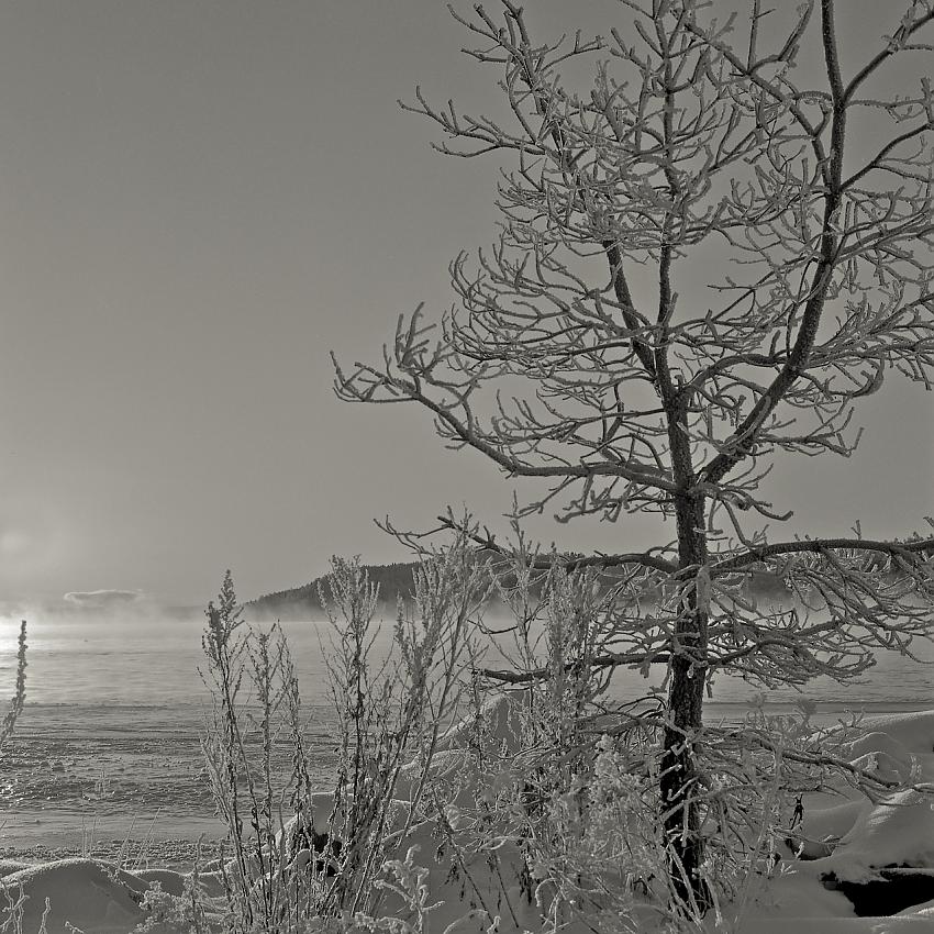 Sapling in frost