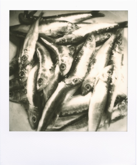 Sardines
