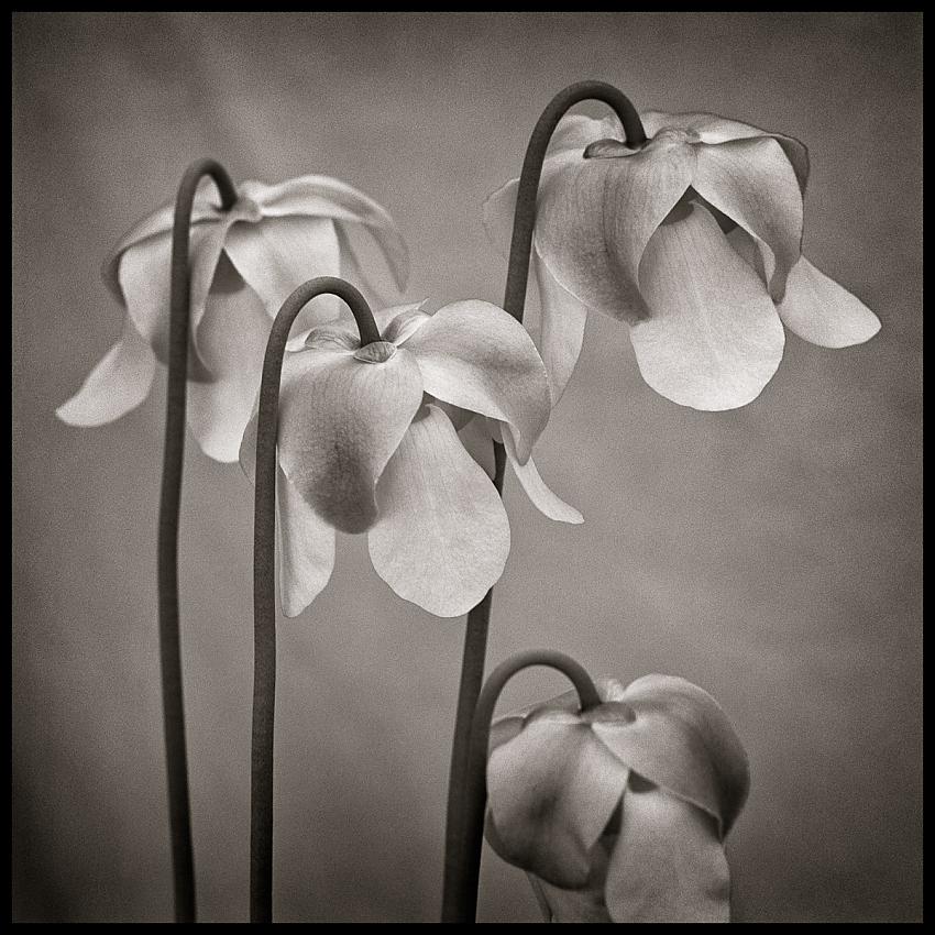 Sarracenia alata blossoms.