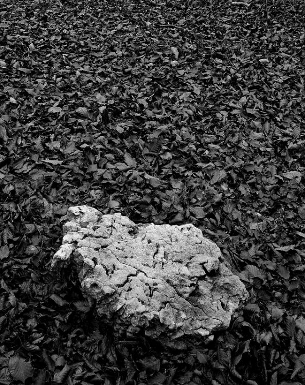 Sasso e foglie