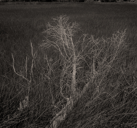 sawgrass study