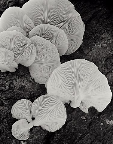 Scallops