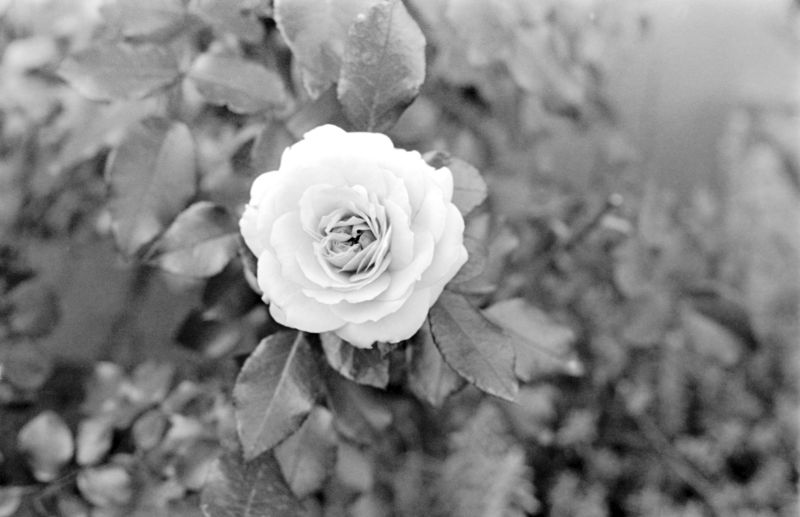 Scan-161012-0034w2a