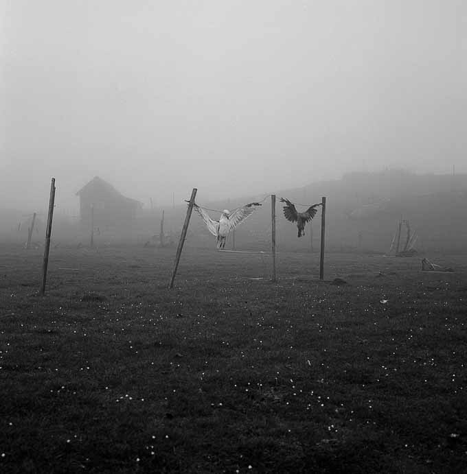 Scarecrow, Tórshavn, Faroe Islands