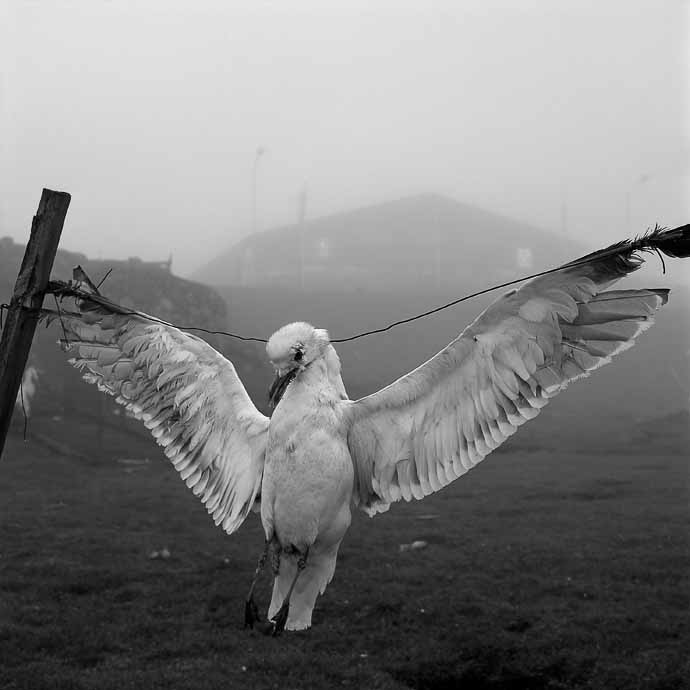 Scarecrow, Tórshavn, Faroe Islands