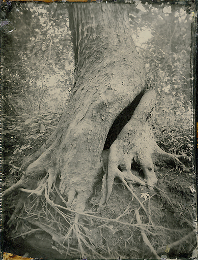 "Scarred Tree, Assabet"